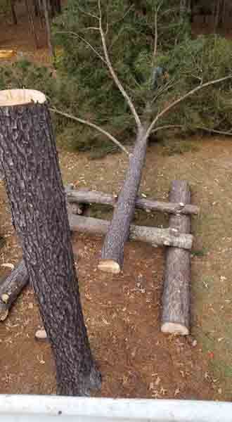 A pile of logs laying on the ground next to a tree.