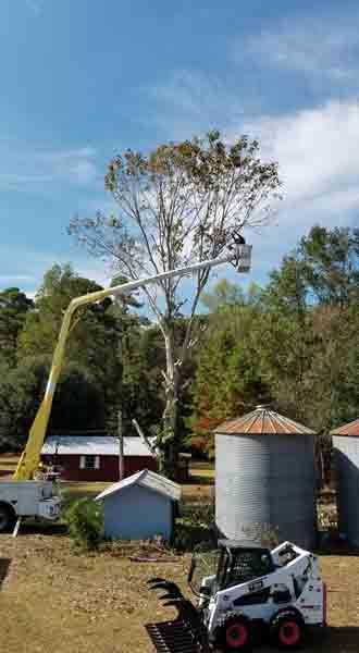 A bobcat is cutting a tree with a crane.
