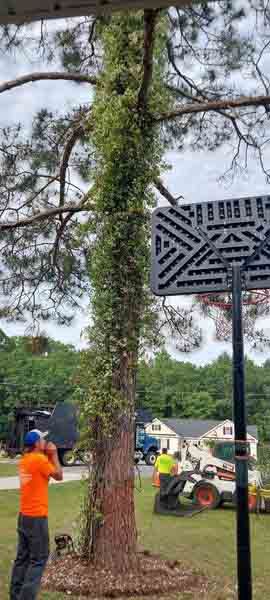 A man is standing next to a tree with ivy growing on it.