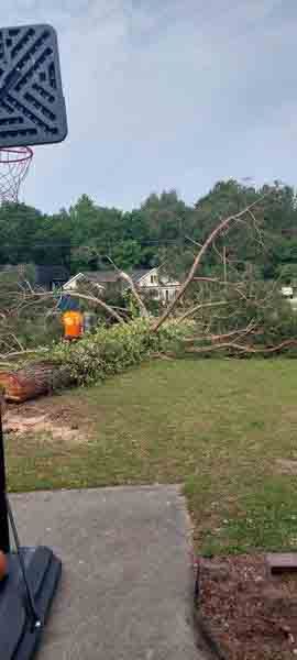 A basketball hoop in a backyard with a tree fallen on it.