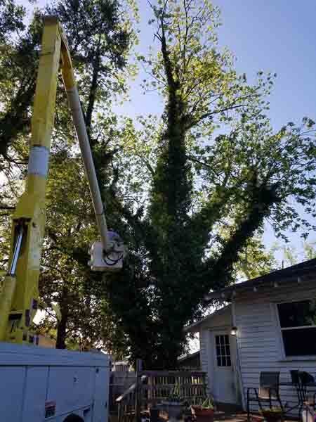 A crane is cutting a tree in front of a house.