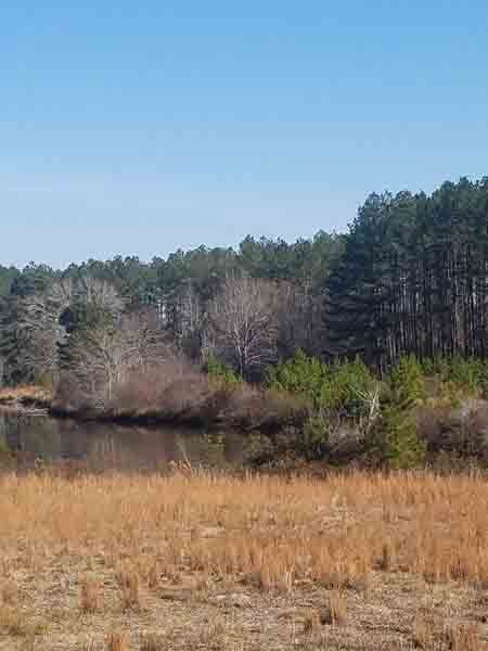 There is a lake in the middle of a field with trees in the background.