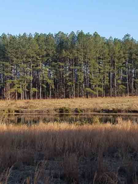 There is a lake in the middle of a field with trees in the background.