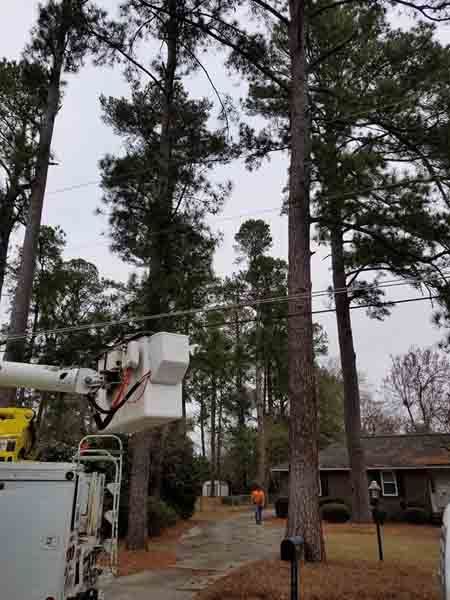 A man is cutting a tree with a bucket truck.