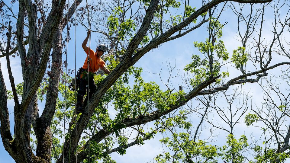 Tree Trimming Services in Jackson, MI