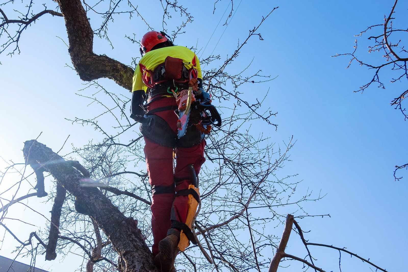 Tree Pruning Services Near You