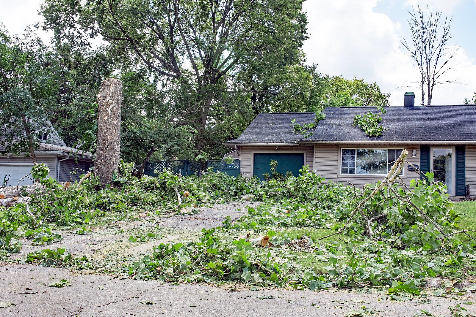 Residential Tree Trimming Services in Jackson, M