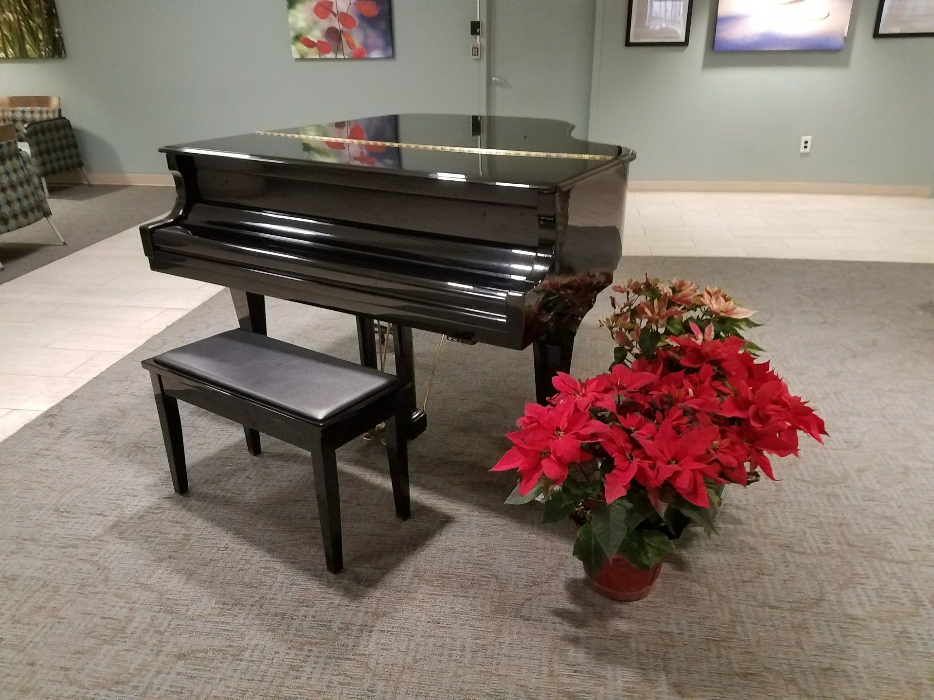 Grand piano, black, with bench, next to red poinsettias on carpeted floor.