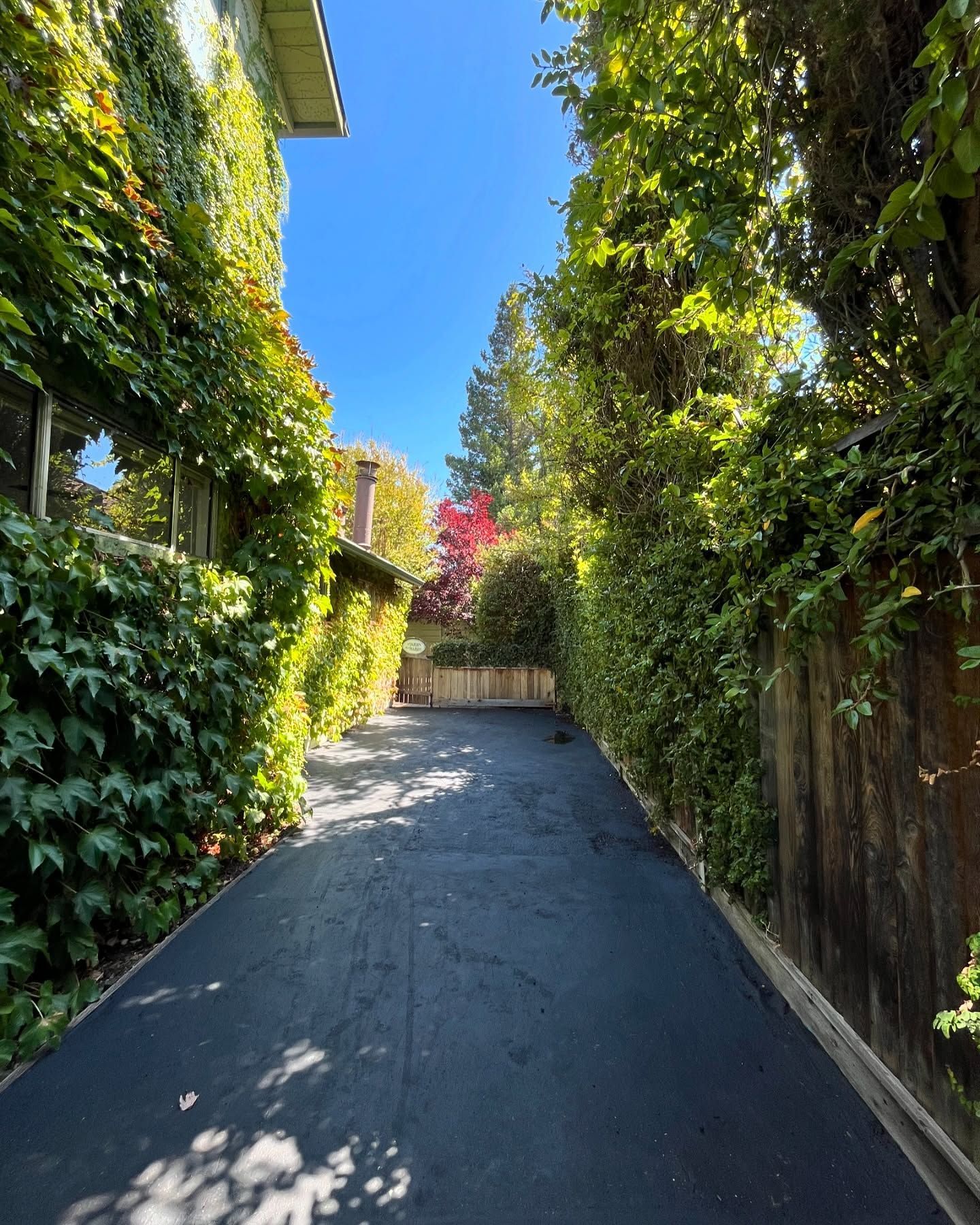 A paved driveway runs between a light green house with climbing vines and a tall wooden fence, with trees in the distance.