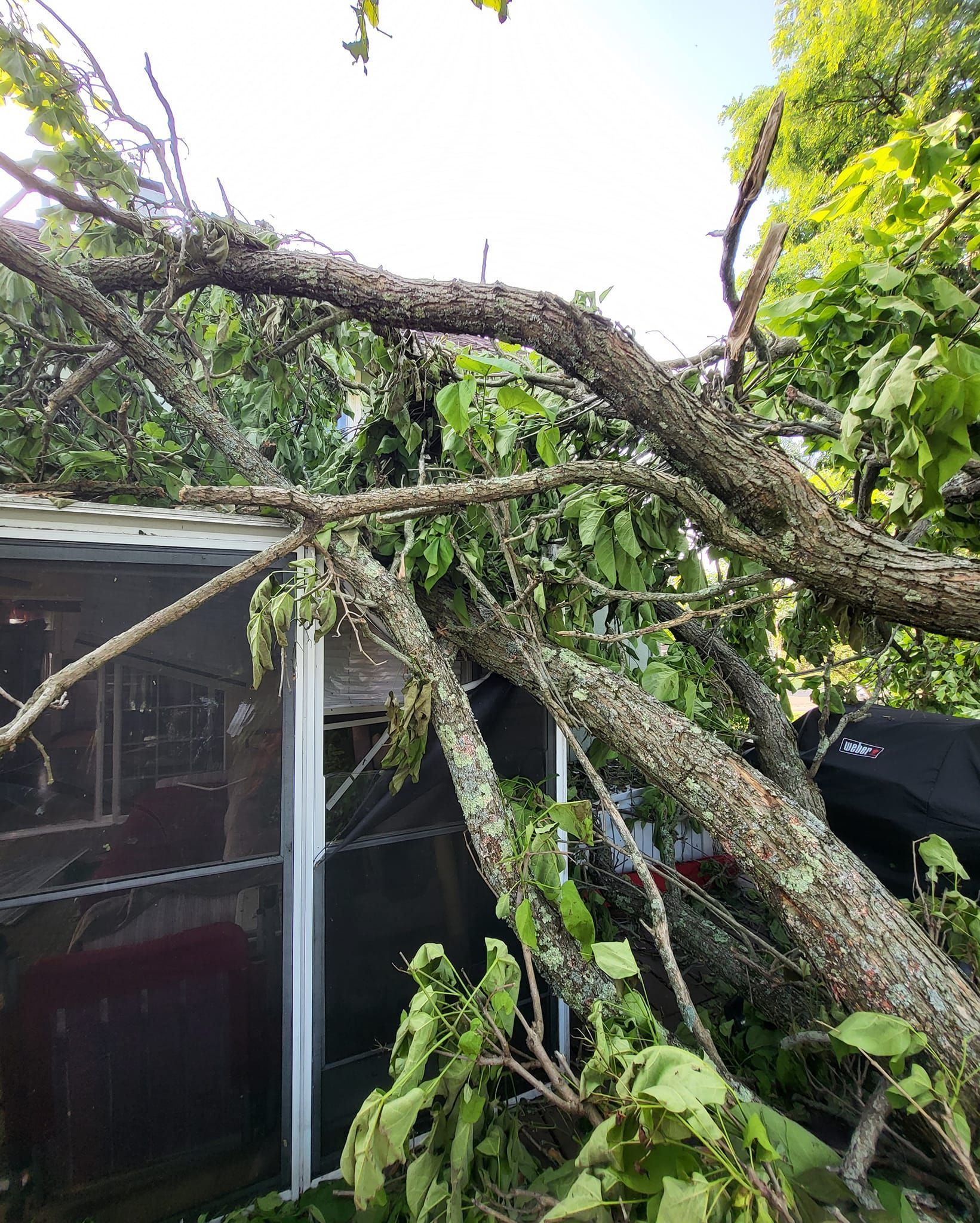 AA Tree Works | Services | Ohio