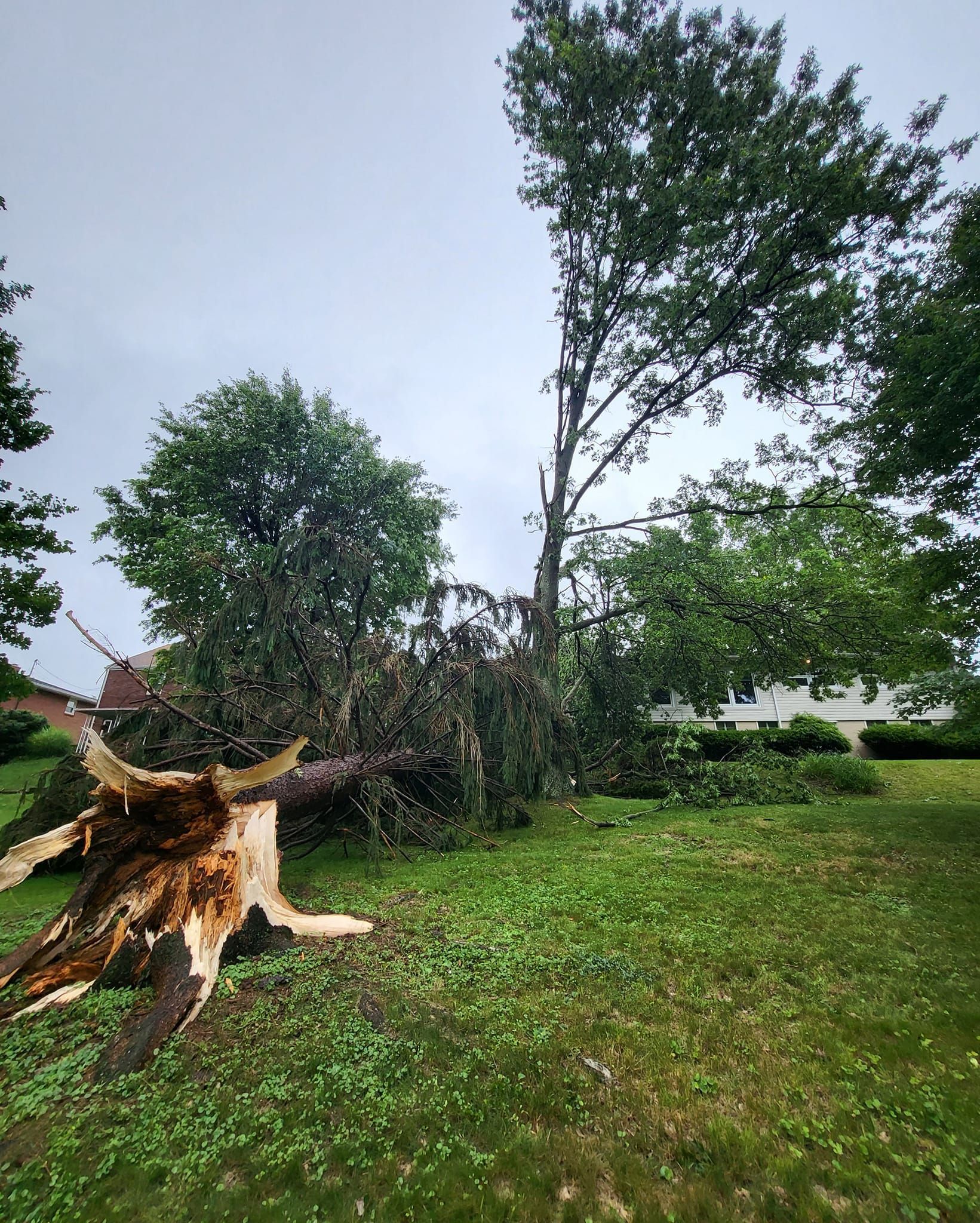 AA Tree Works | Services | Ohio