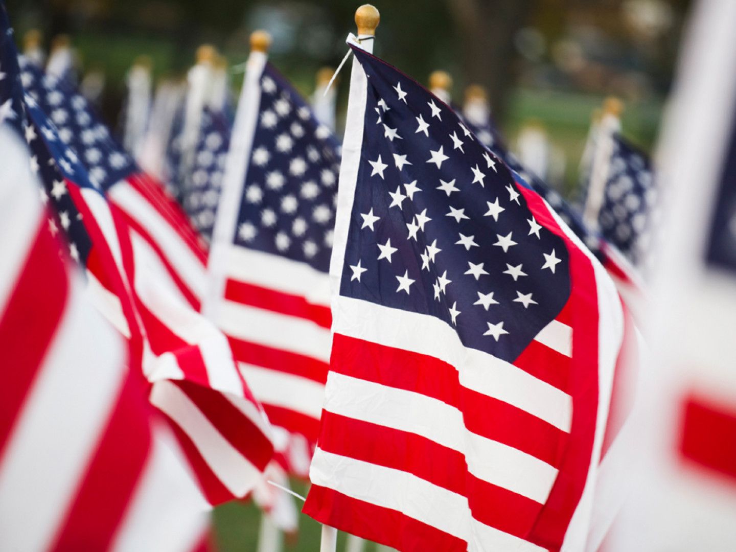 American flags waving in a field, red and white stripes, blue star-filled canton.