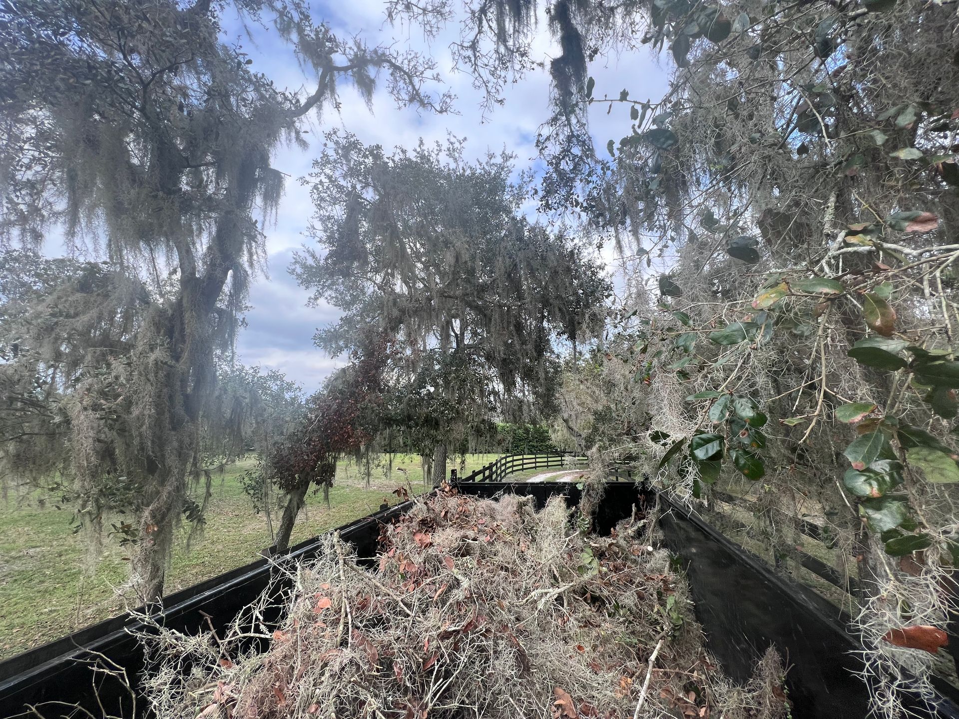 Tree Branches Removed