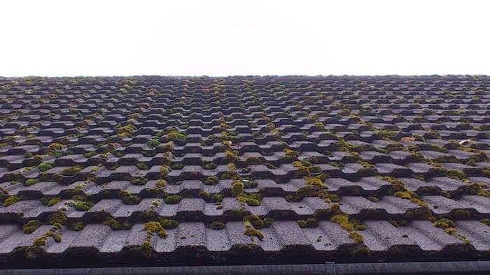 roof moss removal cheshire