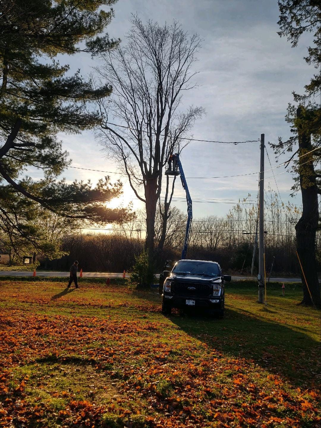 Removing a dead tree from a property around hazards