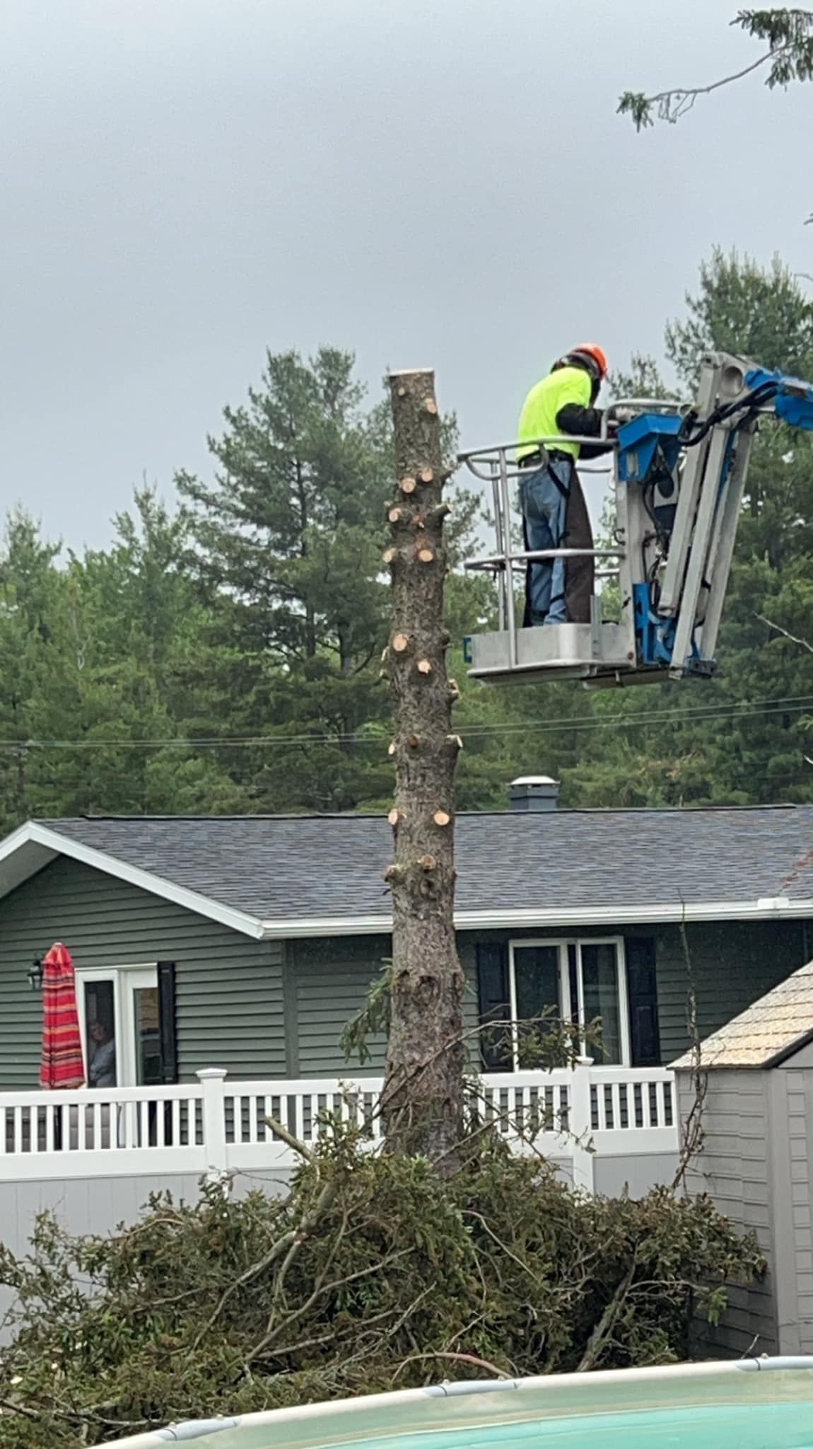 Cleaning off all the limbs prior to cutting down remainder of tree
