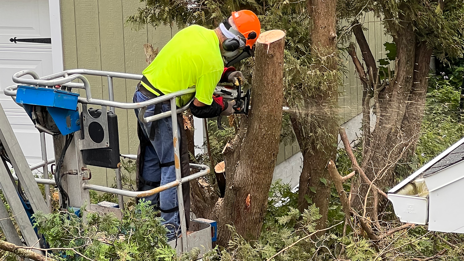 Cutting down tree trunk