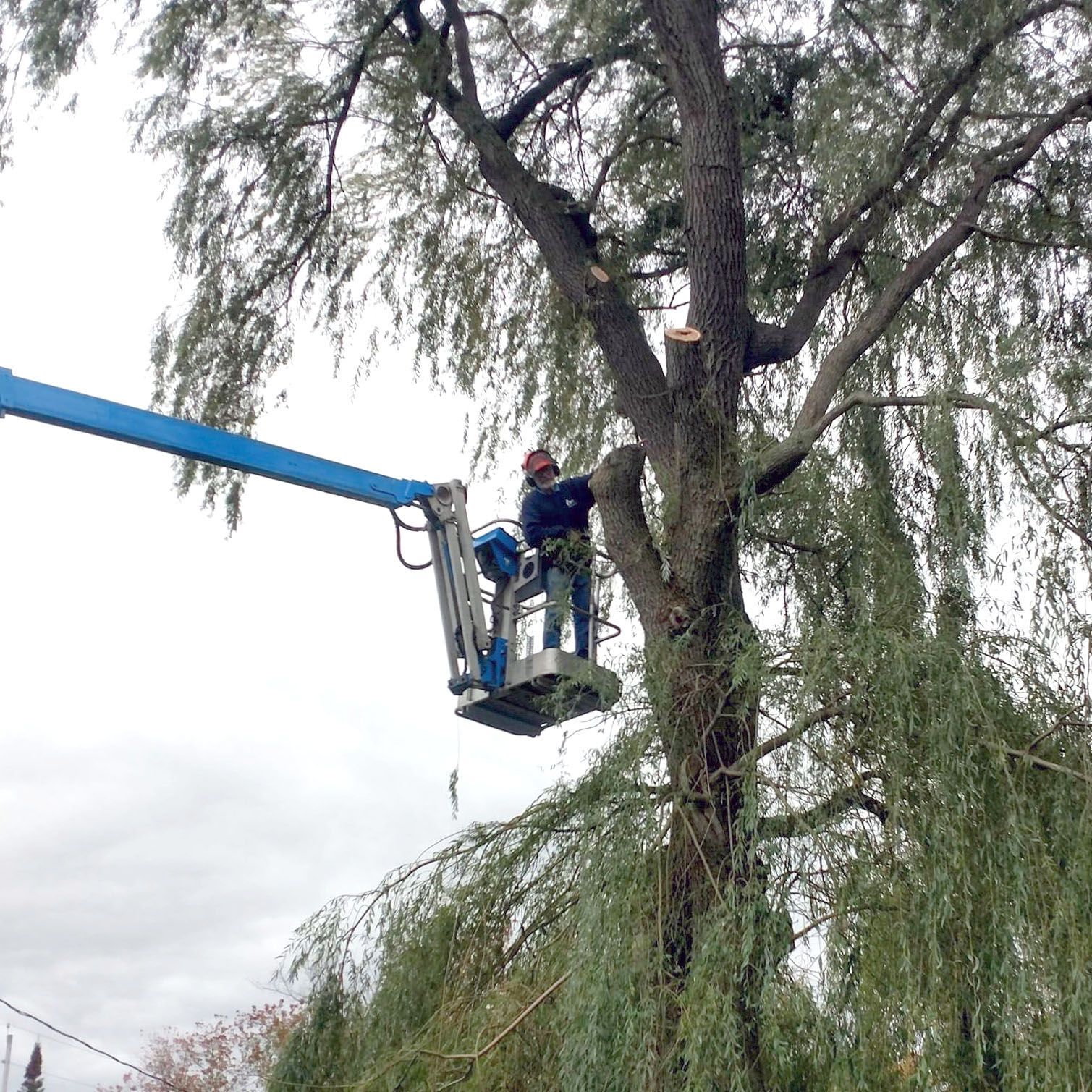 Guy In Lift After Cutting Down A Limb
