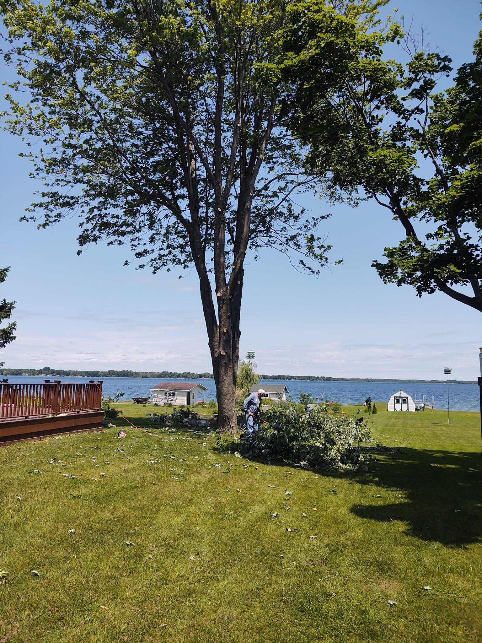 Pruning and trimming down to expose riverfront view that was blocked