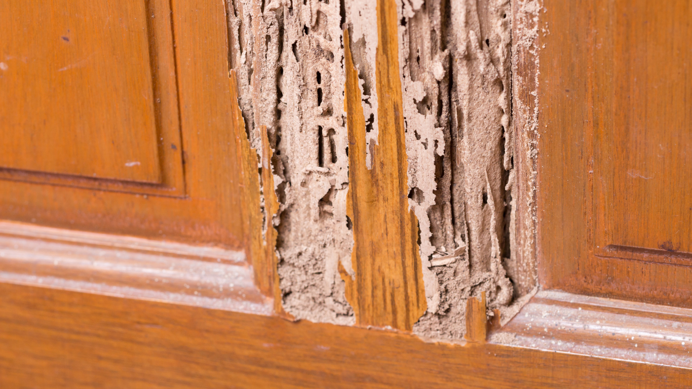 A close up of a wooden wall with termites eating it.