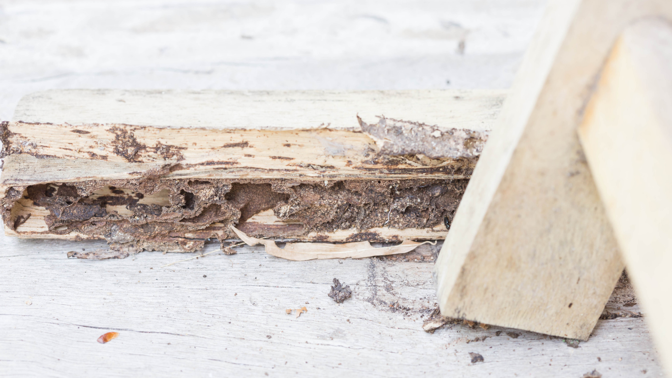 A piece of wood that has been eaten by termites on a table.