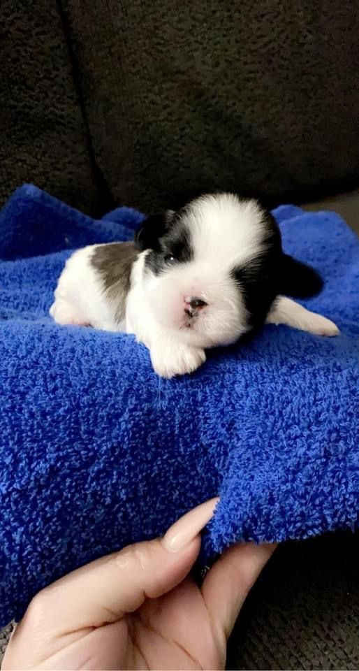 Tiny Paw Shih Tzus