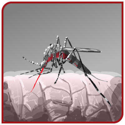 Un moustique rampe sur la peau d'une personne.