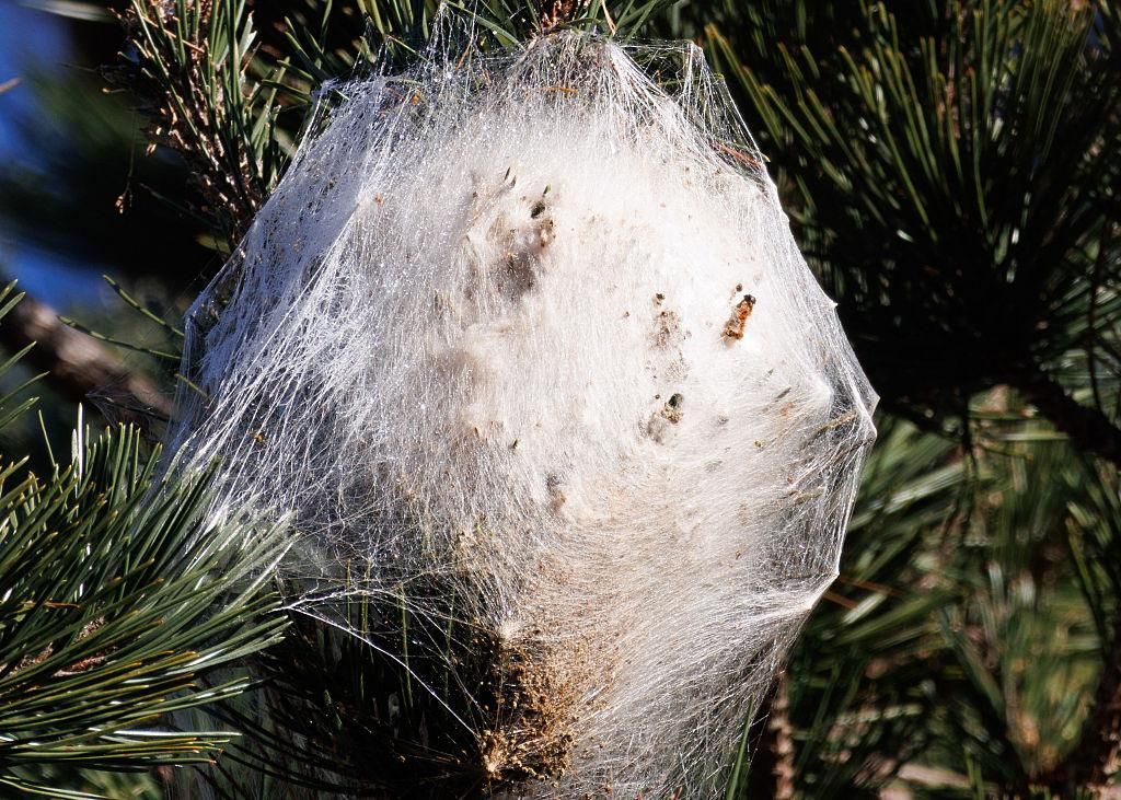 Cocon de chenilles processionnaires du pin