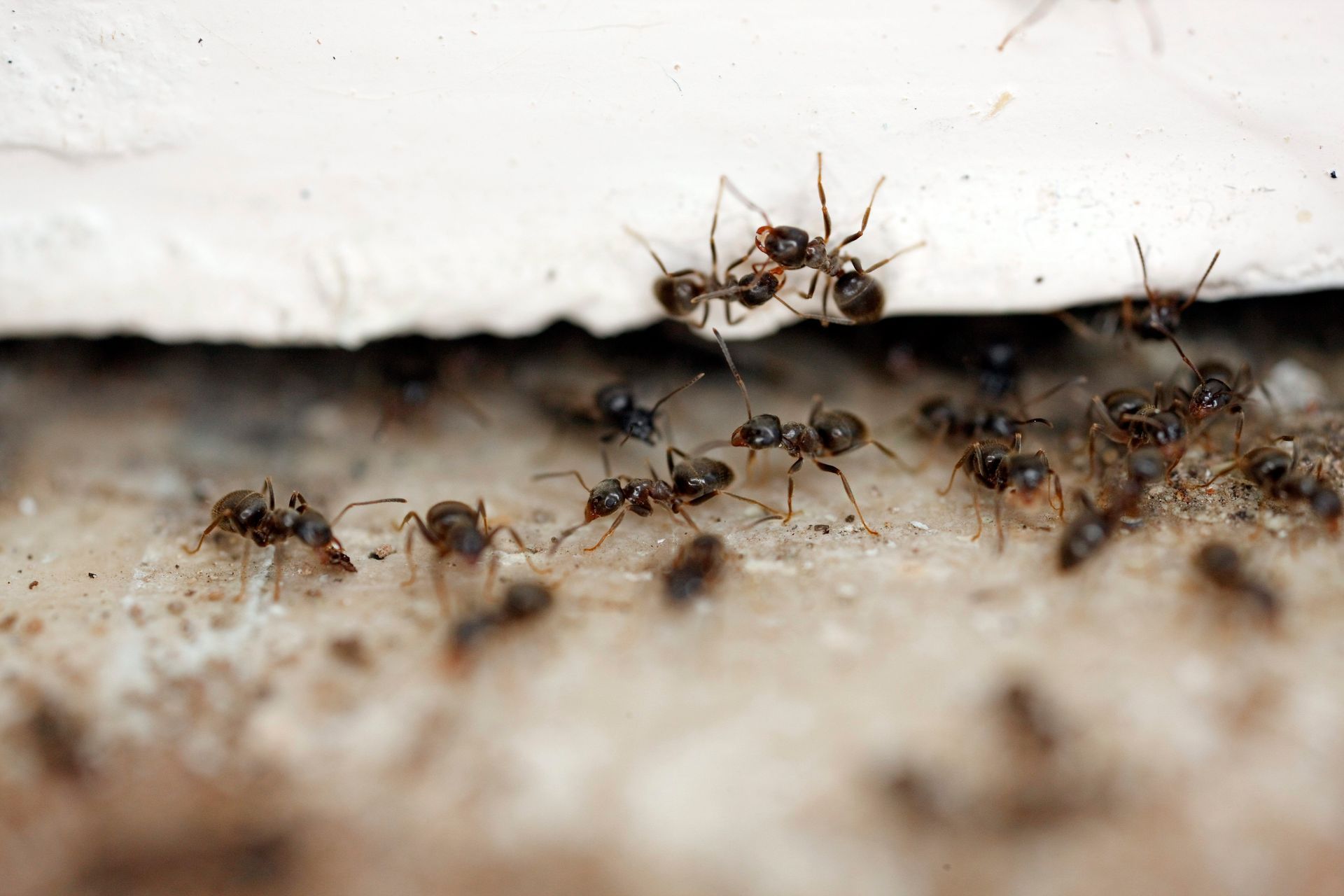invasion de fourmis dans une maison au printemps
