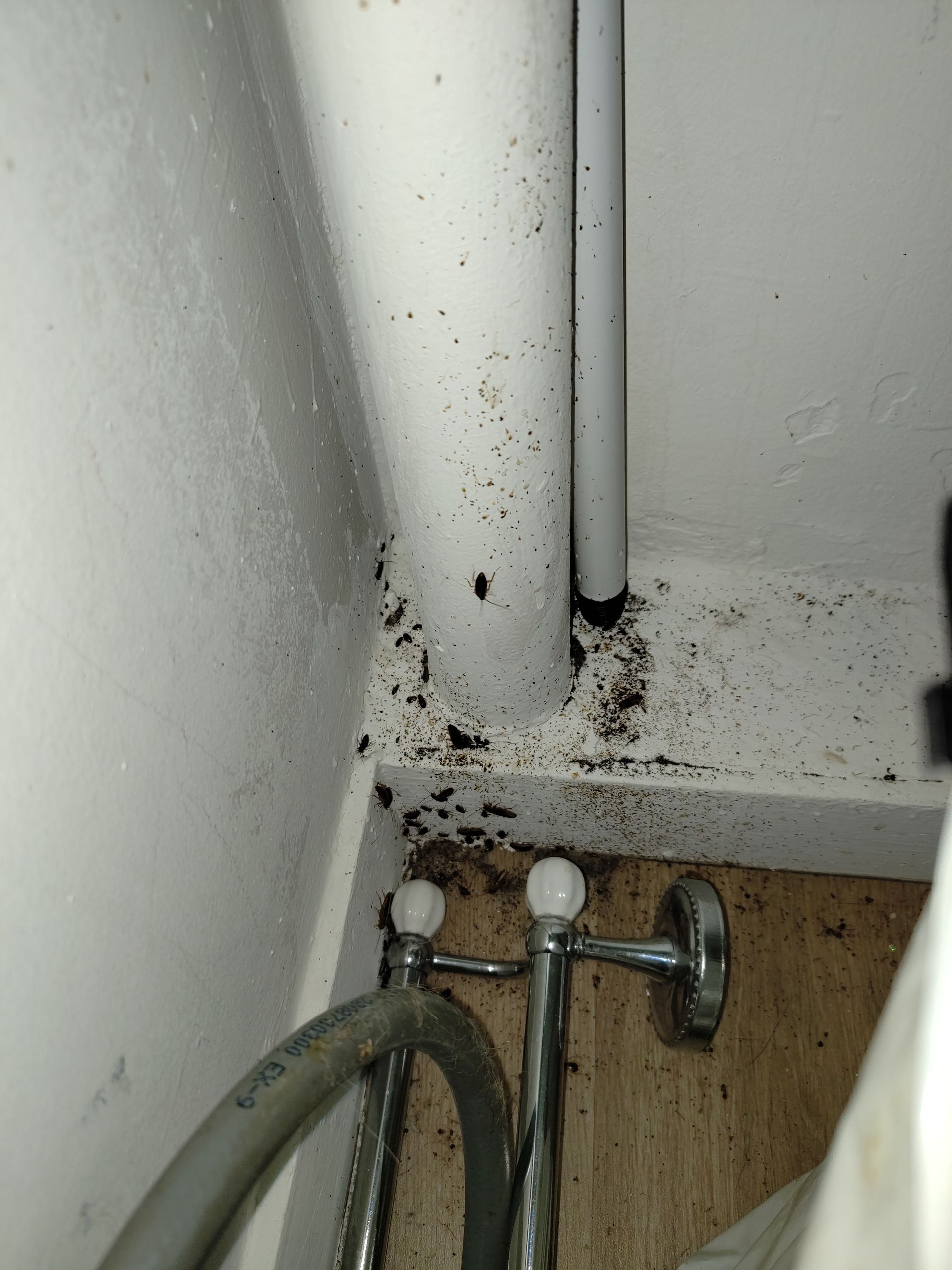 Infestation de cafards dans un logement à Dreux