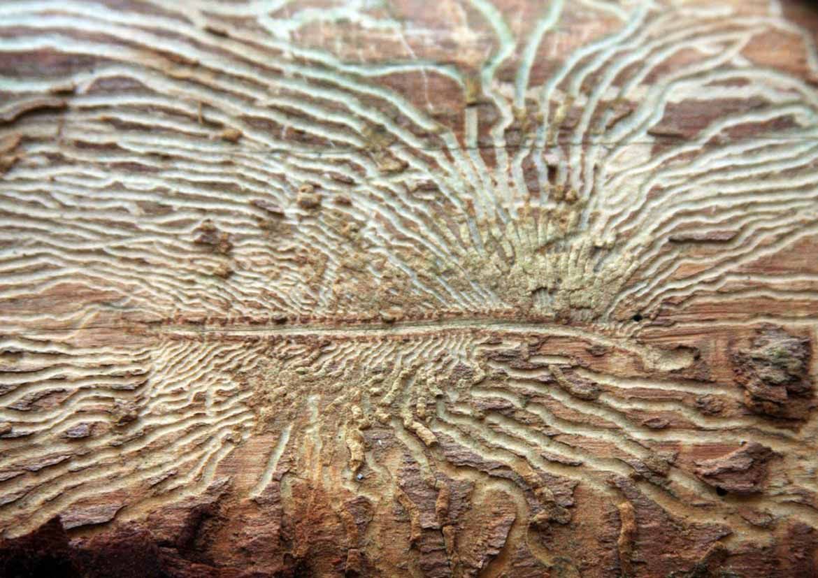 Découvrez pourquoi un diagnostic structurel précis est essentiel avant tout traitement contre les insectes xylophages. NGAN Eure & Eure-et-Loir vous explique la méthode professionnelle pour protéger durablement les bois.