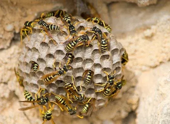 Printemps = retour des insectes en Eure et Eure-et-Loir. Fourmis, blattes de jardin, guêpes… Découvrez comment éviter les infestations avec NGAN.