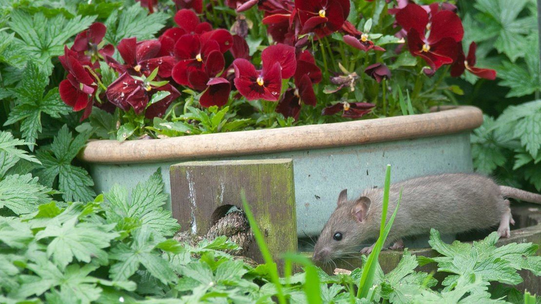 Rat brun (Rattus norvegicus) circulant dans un jardin au printemps à proximité d’une habitation dans