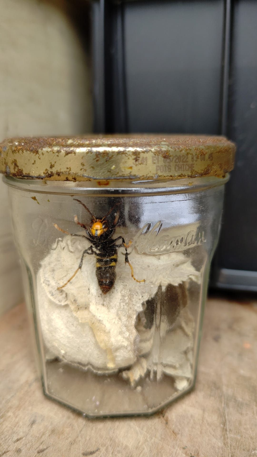 Capture d'une reine frelon asiatique lors du traitement du nid