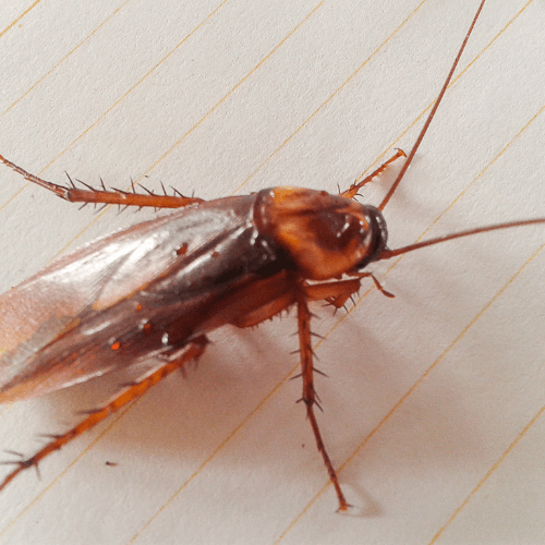 Image d'une blatte  austade adulte 