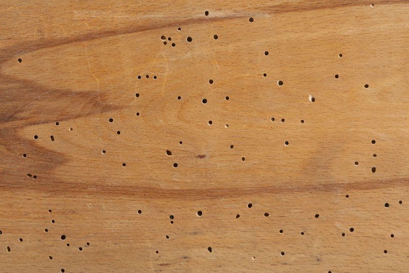 Trous de vrillettes visibles sur une charpente en bois attaquée par des insectes xylophages 