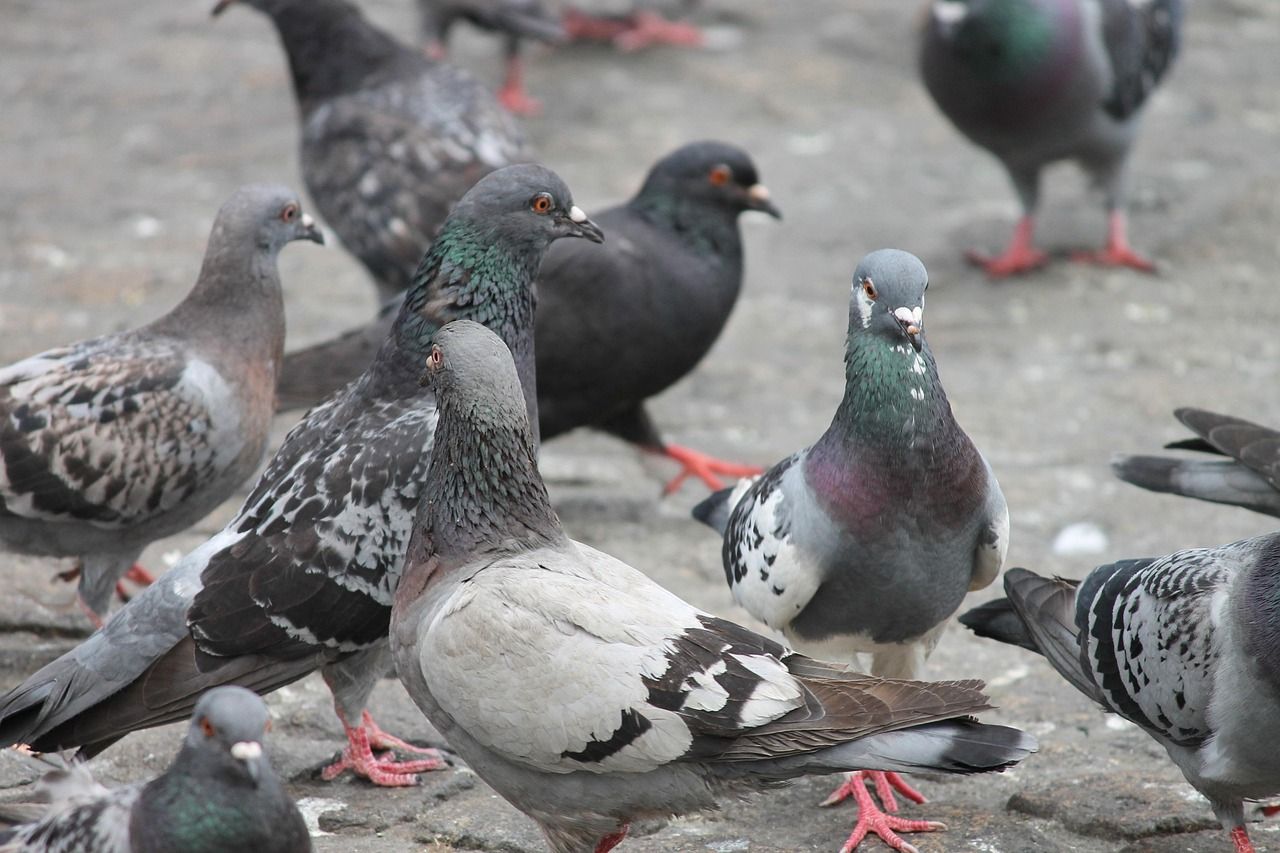 Les pigeons - dégâts et solutions professionnelles - NGAN Eure & Eure-et-Loir