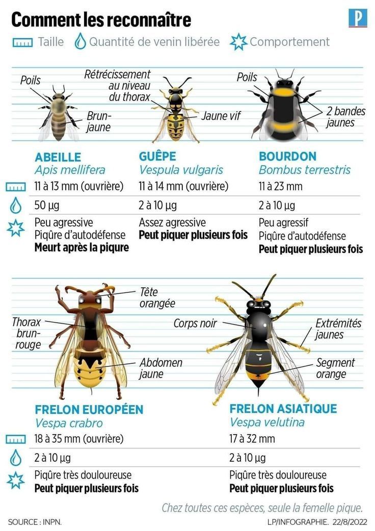 Reconnaitre et différencier les abeilles, les guêpes et les frelons pour mieux les traiter