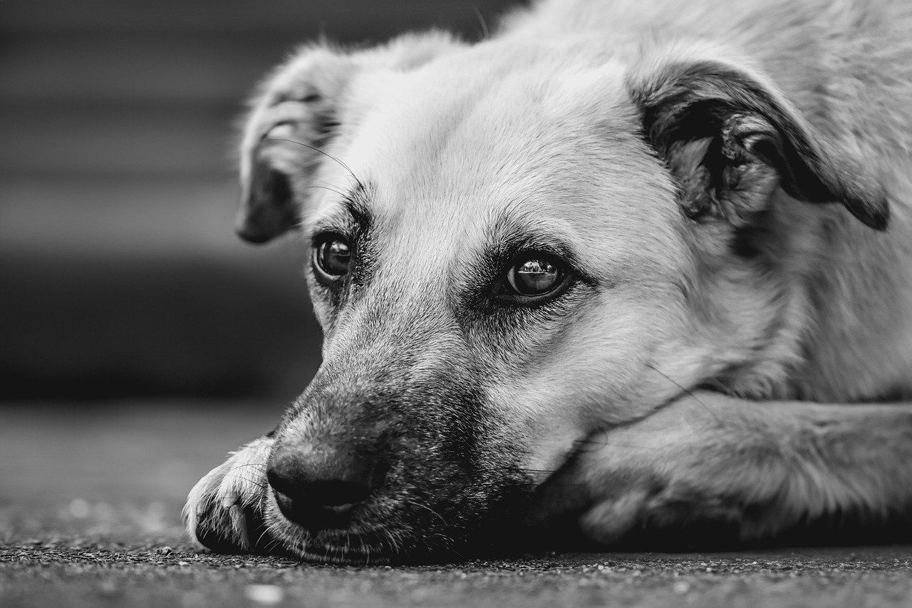 Pensez au bien être de vos animaux et de votre famille en luttant efficacement contre les puces !