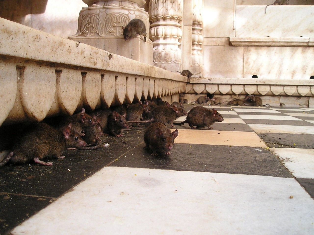 Rats se promenant dans les rues