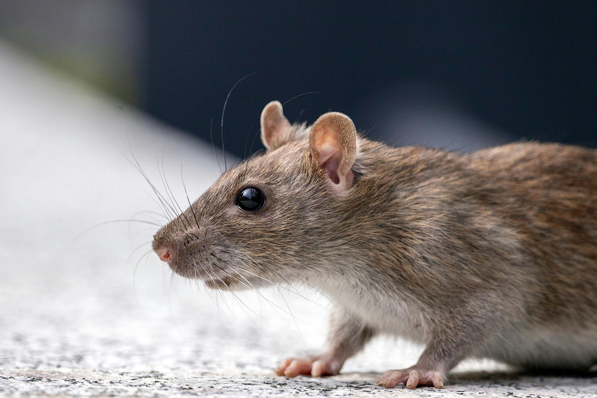 Un gros plan d'un rat debout sur une surface en béton.