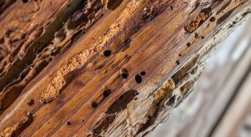 traitement insectes xylophages, diagnostic bois, vrillettes charpente, capricornes maison