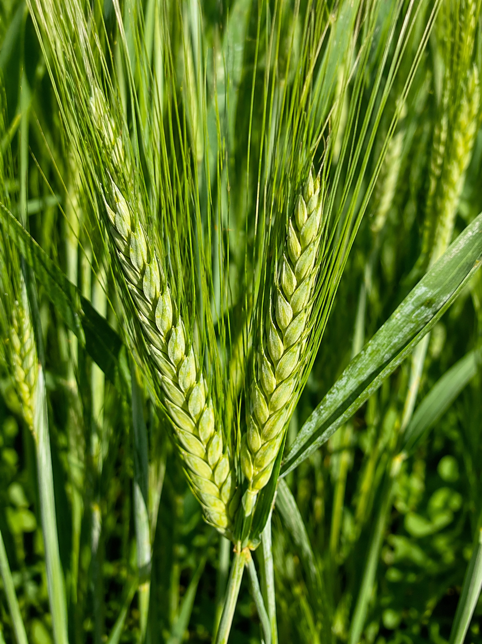 Primo piano di tre pannelli verticali di chicchi d'avena misti nei toni del marrone, del beige e del scuro.