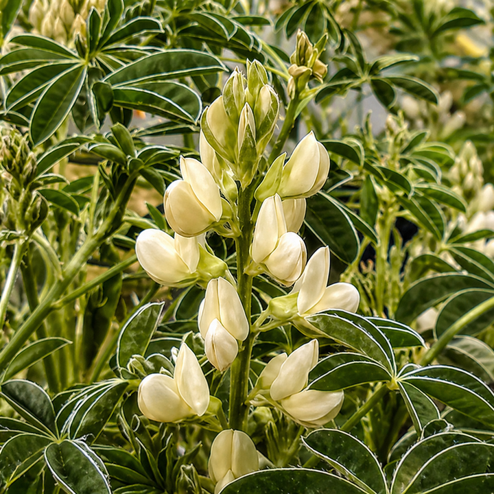 Fiore di trifoglio bianco con foglie verdi alla luce del sole