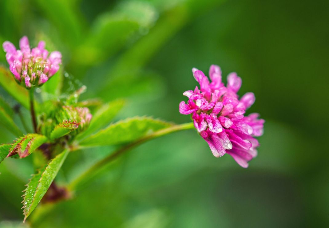 Fiori selvatici rosa su uno stelo verde contro uno sfondo verde sfocato.