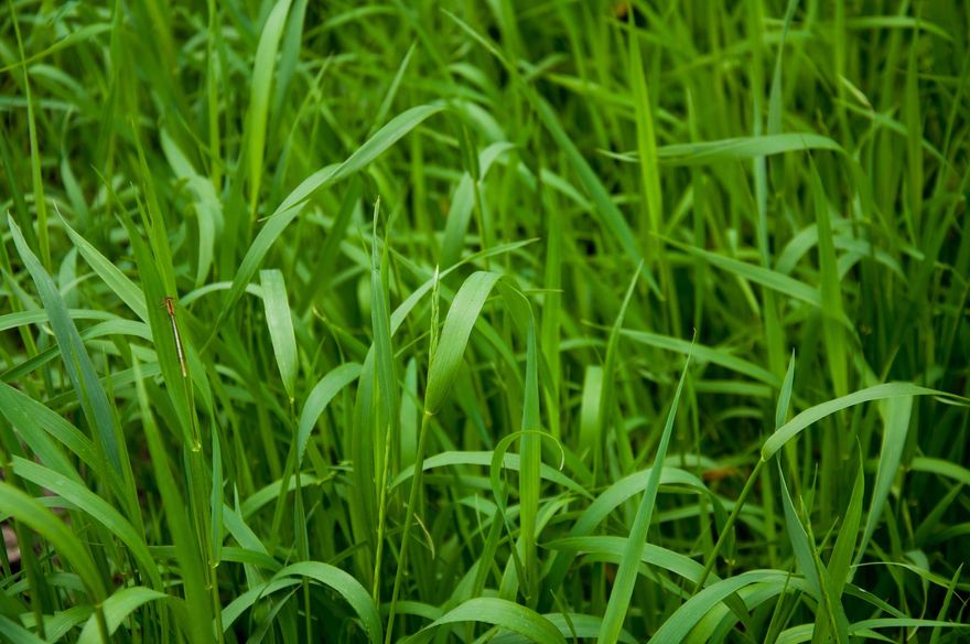 Fitti fili d'erba verde riempiono l'inquadratura