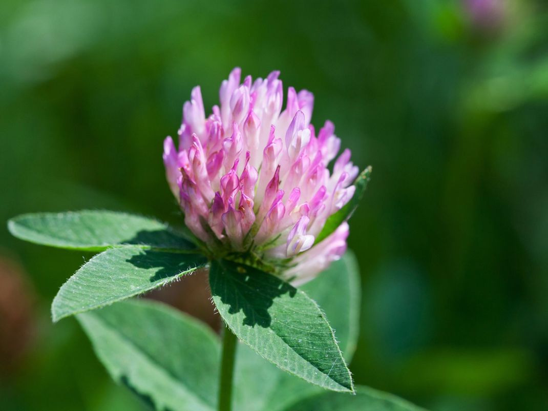 Fiore di trifoglio rosa con foglie verdi su uno sfondo morbido e sfocato.