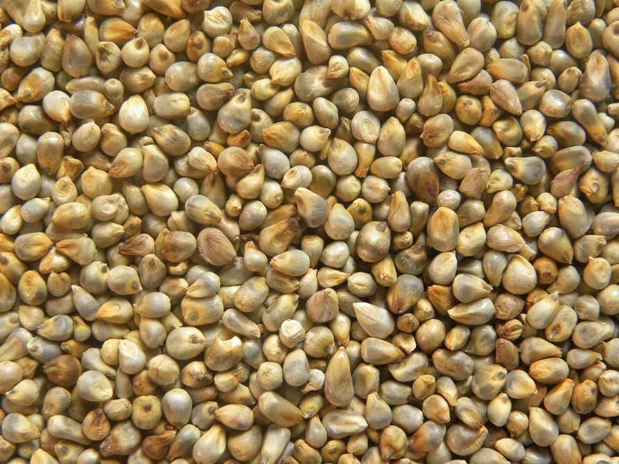 Primo piano di una miscela di semi e cereali nei colori beige, arancione, nero e bianco.