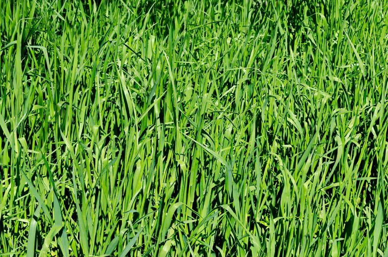 Campo coltivato di un verde intenso sotto una luce solare brillante