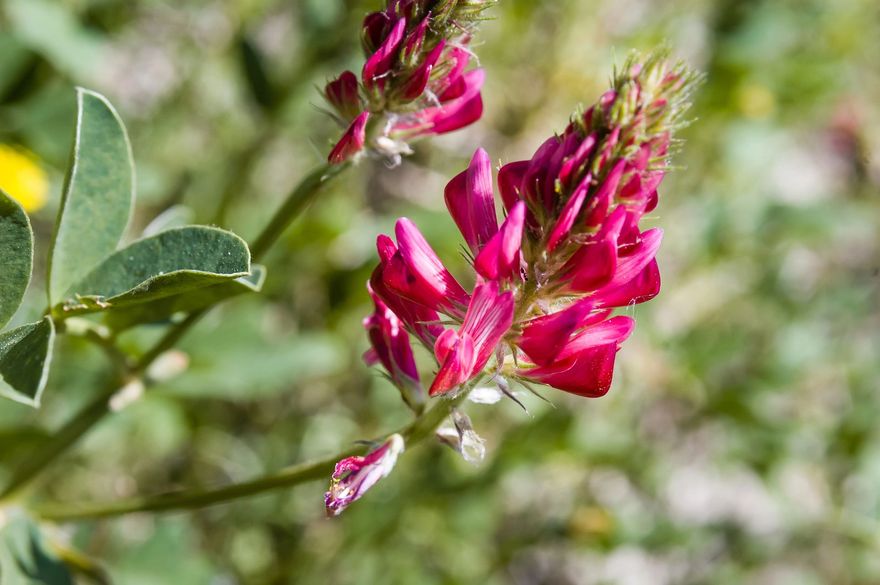Primo piano di fiori selvatici rosa acceso su uno stelo verde con uno sfondo di fogliame sfocato.